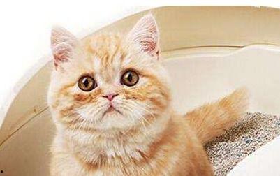 厄运闪开，幸运猫猫驾到,开启美好新篇章